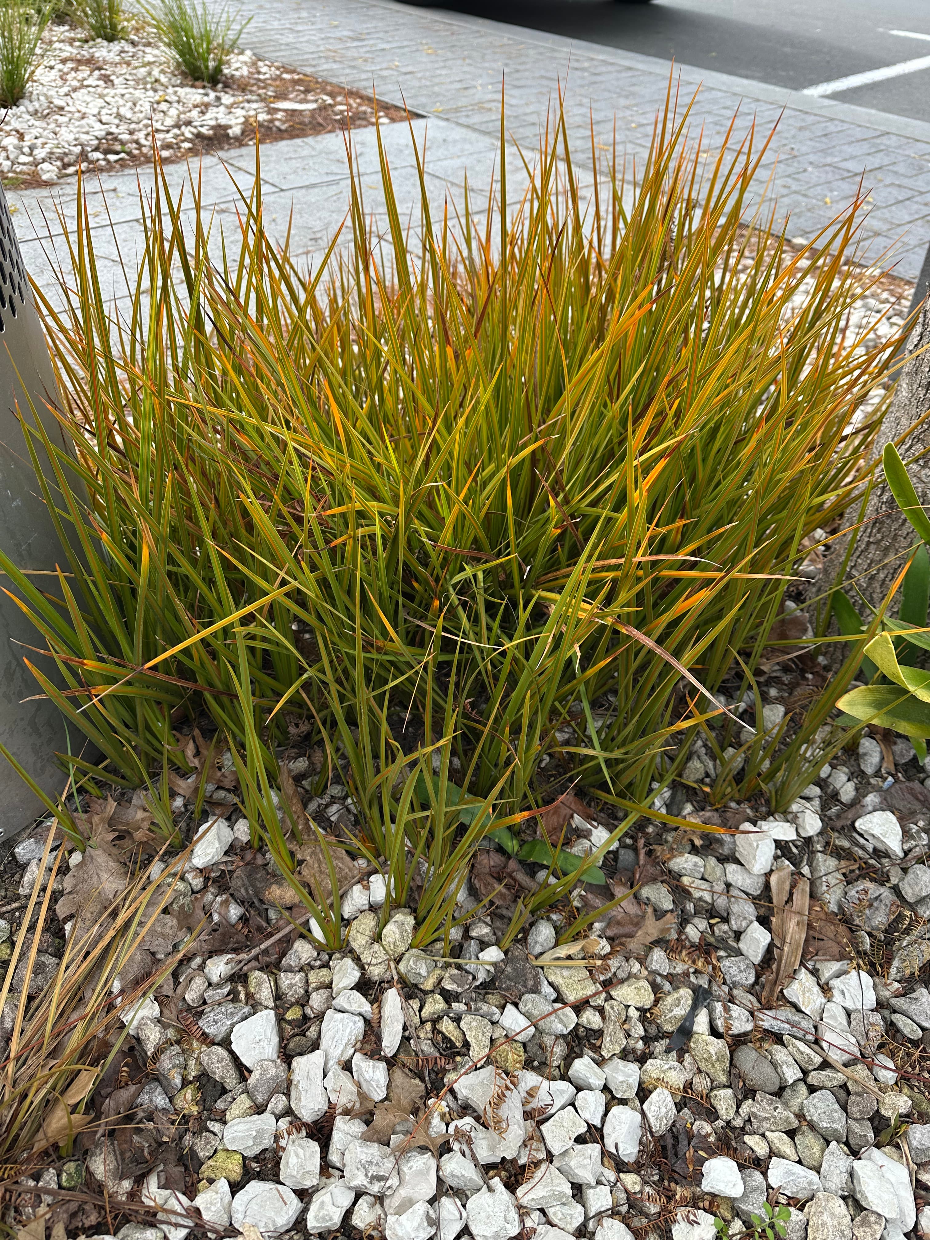 Green and orange ornamental grass grows in white gravel next to a paved walkway.