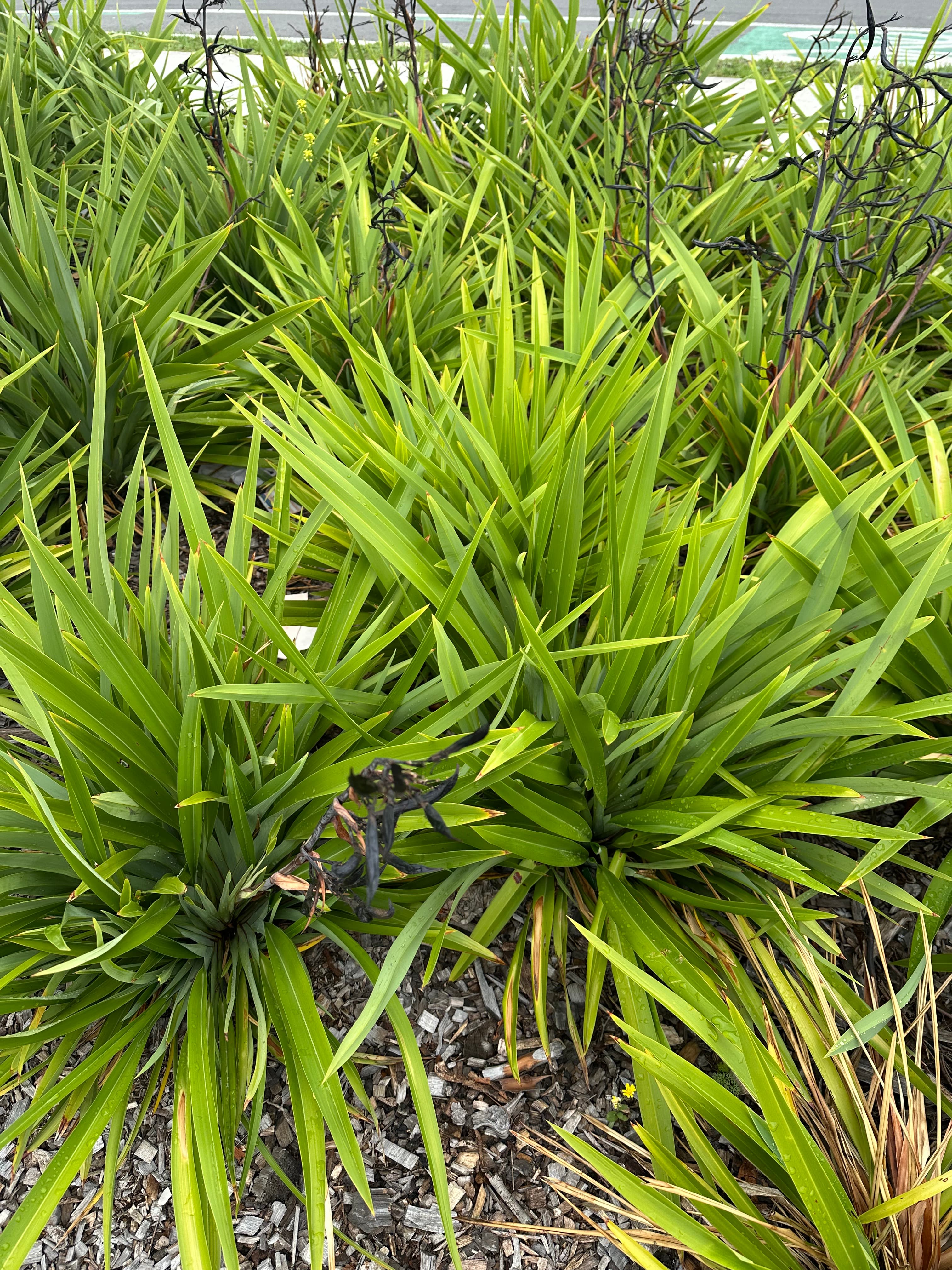 Dense green sword-like foliage with dark dried seed pods growing in wood chip mulch.