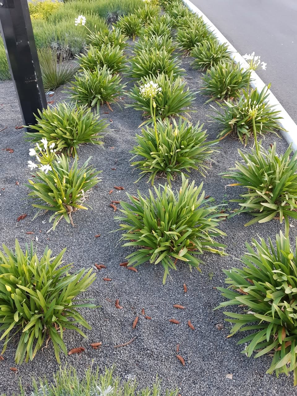 Green Agapanthus plants with white flowers arranged in rows on a dark grey gravel bed.
