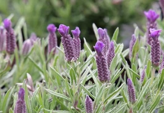 Vibrant purple Spanish lavender spikes with distinctive top bracts bloom amidst silvery-green foliage.