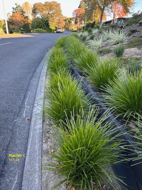 Vibrant green ornamental grasses line a paved road curb next to a sloped garden bed.