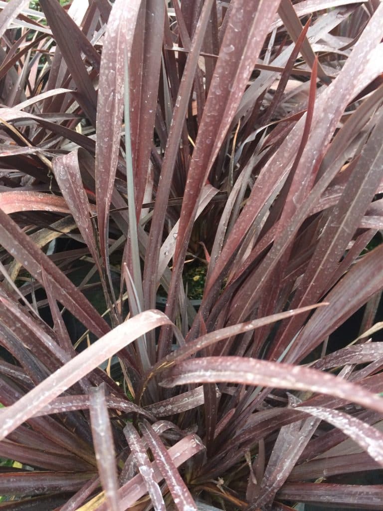 Long, slender burgundy leaves of an ornamental plant covered in small, clear water droplets.