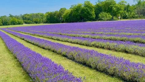 Vibrant rows of purple lavender stretch across a field toward a line of green trees.