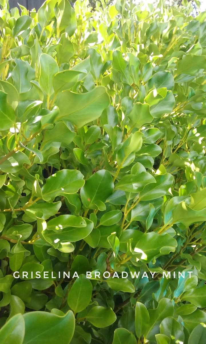 Close-up of dense, glossy green leaves on a Griselina Broadway Mint shrub in sunlight.